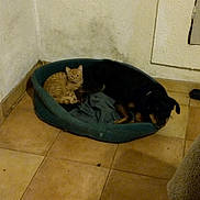 Kirby a rejoint le concours — aidez-le/la à gagner de superbes lots ! cat, dog, pet_bed, ginger_cat, black_dog, indoor, tile_floor, corner, resting, cozy, animal, companions, feline, canine, domestic, quiet, relaxing, friendship, wall, empty_room