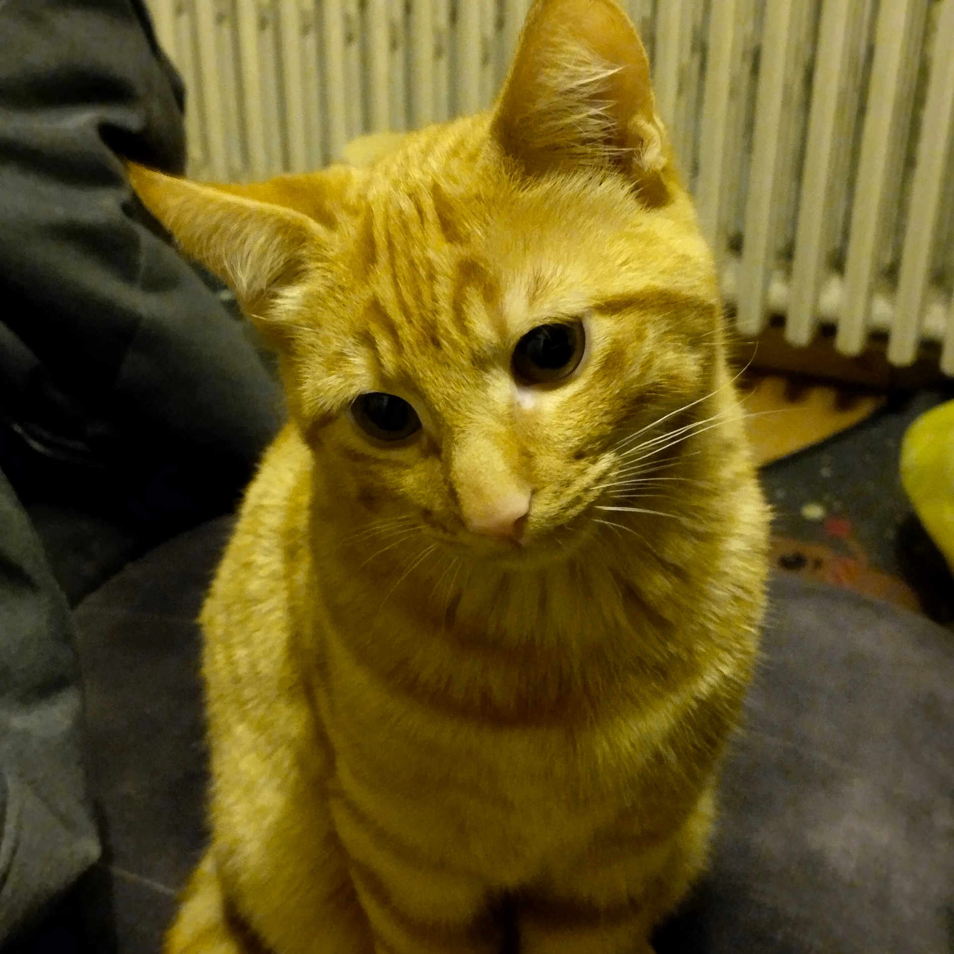 Kirby a rejoint le concours — aidez-le/la à gagner de superbes lots ! cat, orange_tabby, pet, animal, feline, indoor, curious, closeup, whiskers, ears, eyes, fur, sitting, domestic_cat, head_tilt, cute, portrait, mammal, household, cozy
