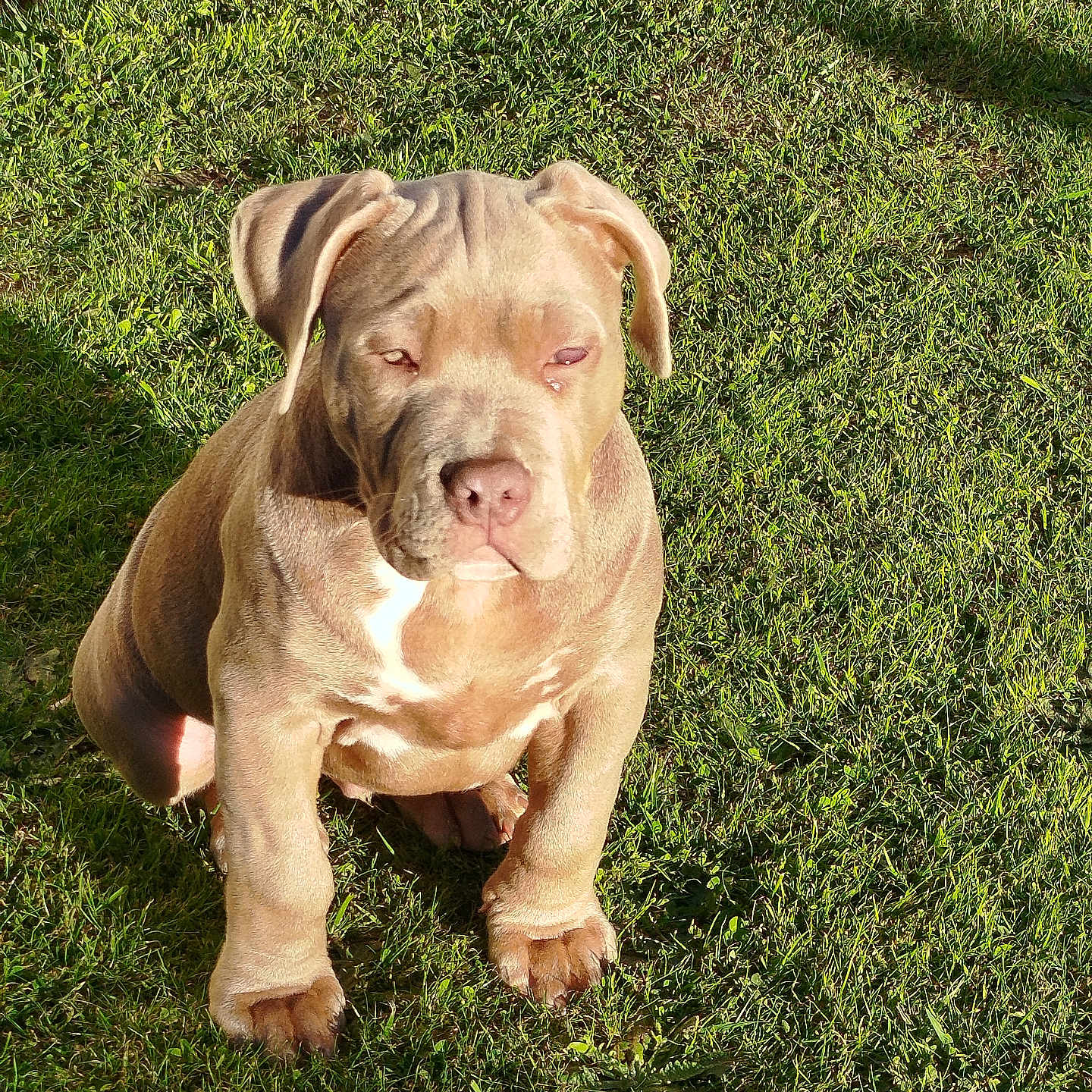 Sparrow participe au concours pour gagner de l'argent avec cette photo : animal, brown_coat, calm, canine, cute, daylight, dog, ears, face, grass, mammal, nature, outdoor, paw, pet, portrait, puppy, sitting, sunlight, young