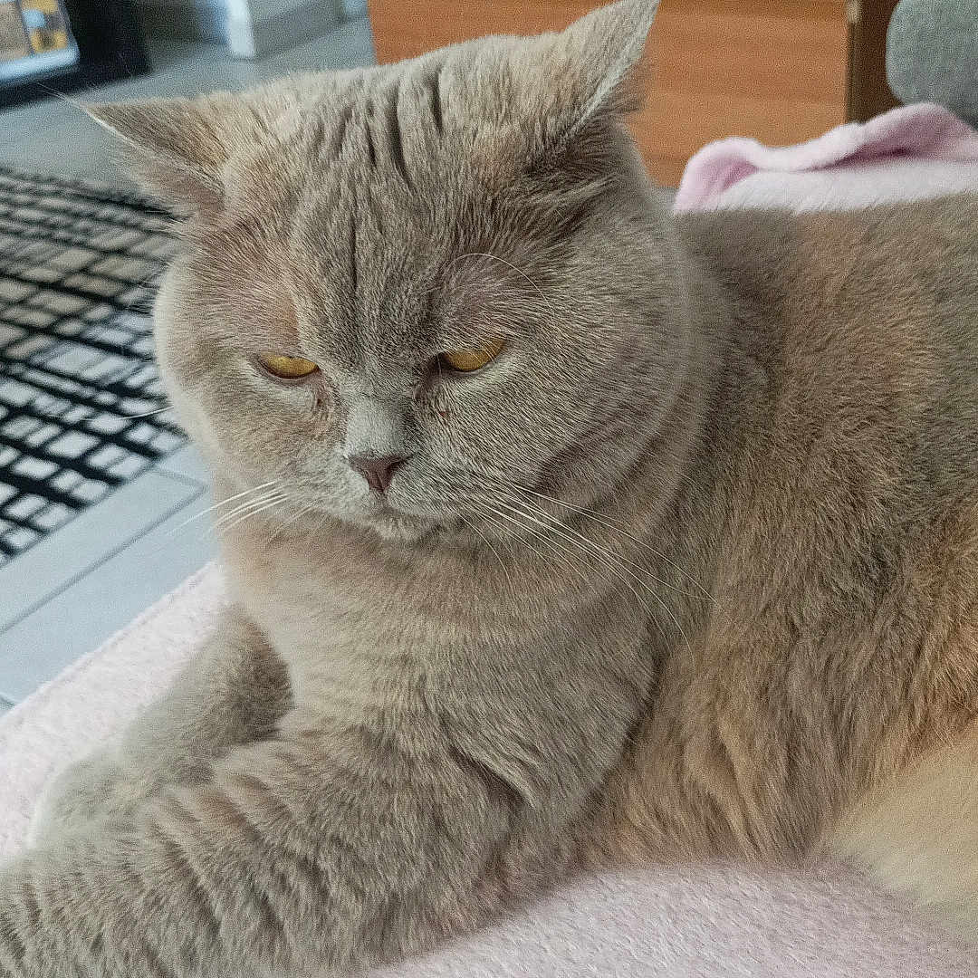Belle participe au concours pour gagner de l'argent avec cette photo : abyssinian, animal, cat, closet, computer, computerhardware, computerkeyboard, couch, drawer, electronics, furniture, hardware, hardwood, homedecor, laptop, linen, manx, pc, pet, wood