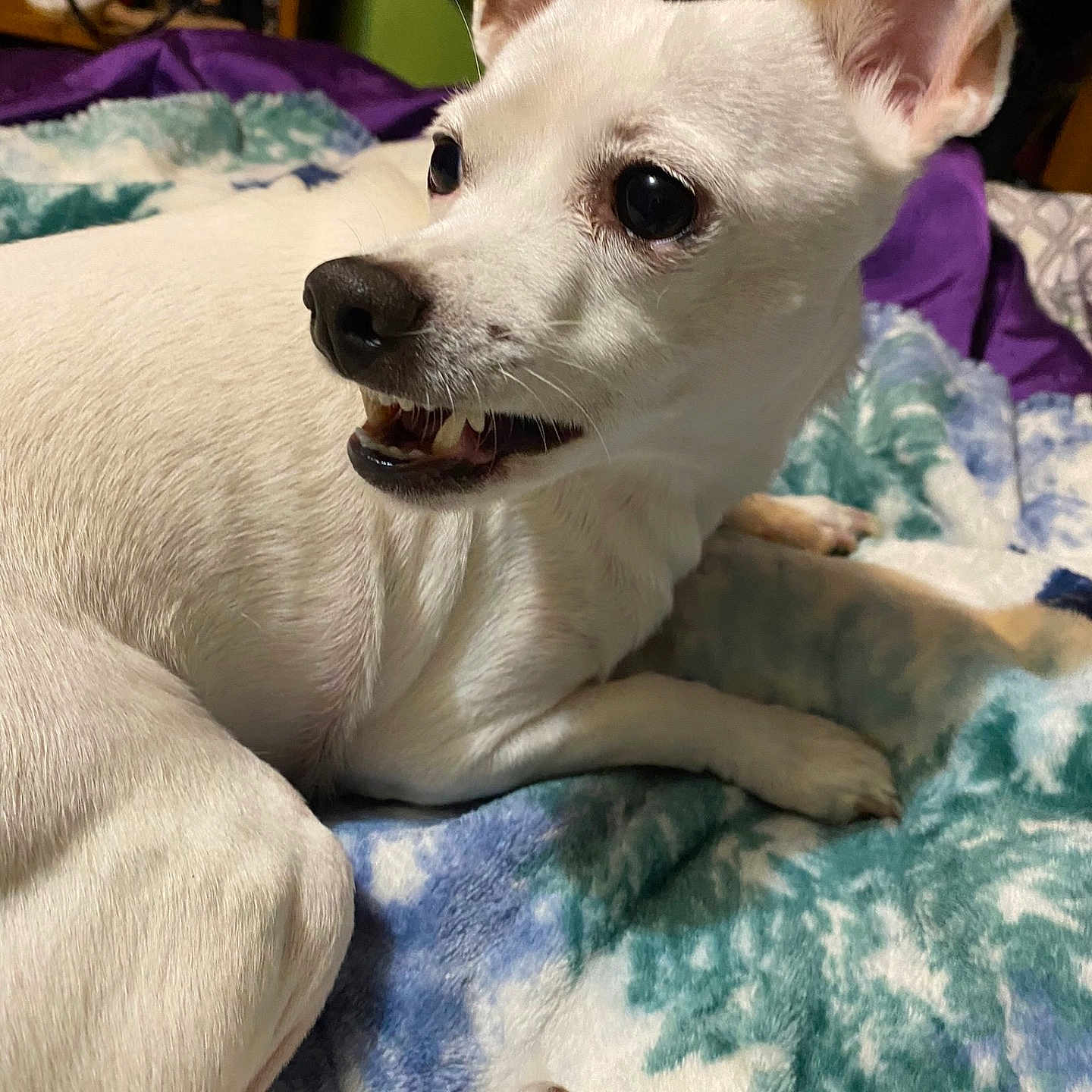 Snowey joined the competition — help win amazing prizes! animal, bed, bedroom, blanket, canine, chihuahua, dog, eskimodog, furniture, homedecor, indoors, linen, pet, puppy, quilt, room, snout, terrier, towel, whitedog