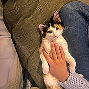 Franny Pancake is registered to the contest to win money with this photo: kitten, cat, calico, hand, sweater, denim, pillow, couch, indoor, pet, cute, feline, relaxed, cozy, fur, claws, whiskers, resting, soft, domestic_animal