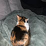 Franny Pancake is registered to the contest to win money with this photo: cat, calico_cat, blanket, couch, furniture, indoor, pet, animal, fur, tail, ears, resting, soft, cozy, person, clothing, dark, seated, back, home