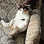 Franny Pancake joined the competition — help win amazing prizes! cat, calico, pet, feline, sofa, indoor, relaxed, fluffy, tail, seated, patterned, upholstery, animal, cute, domestic, resting, cozy, household, fur, mammal