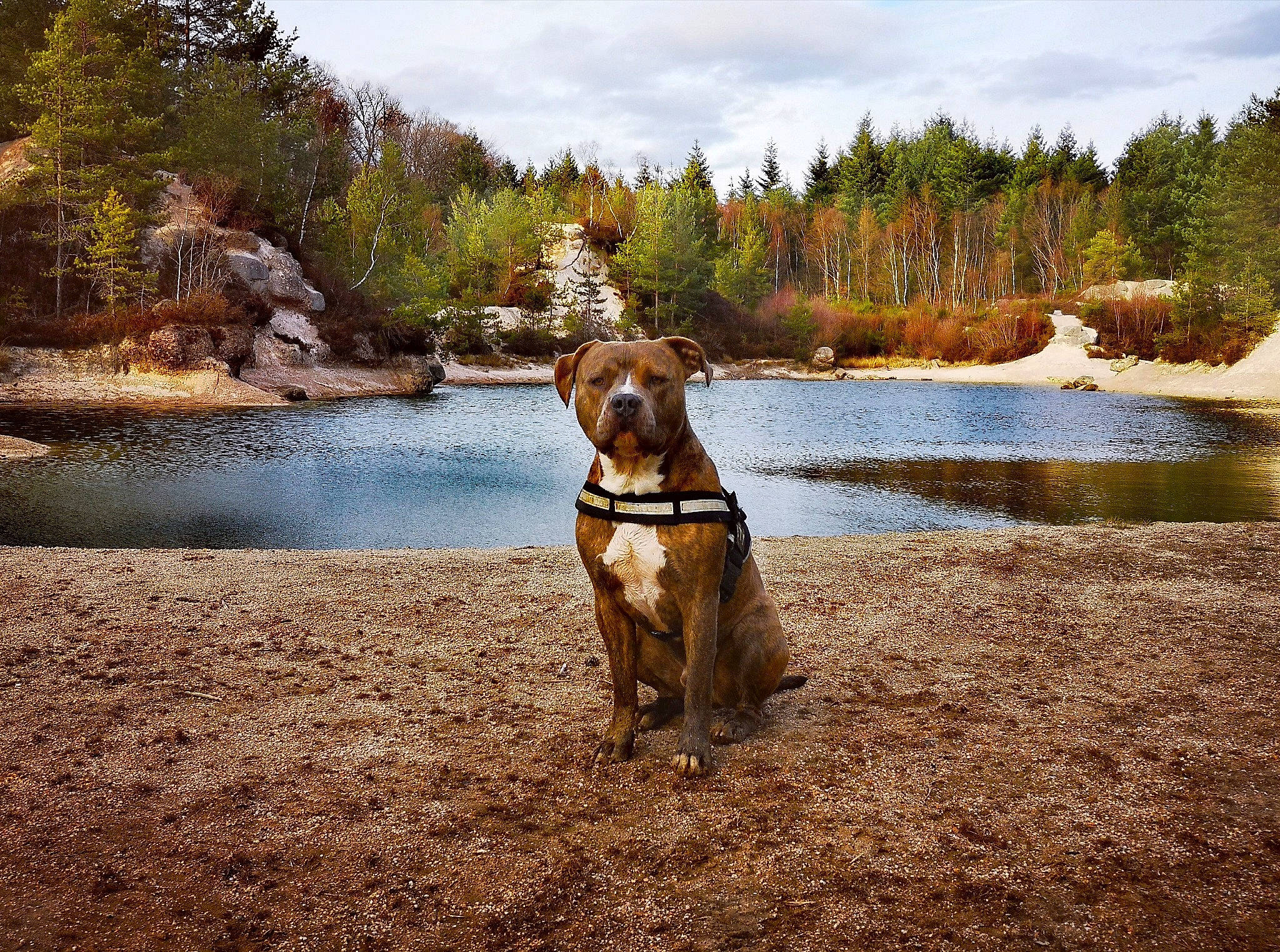 Nestha participe au concours pour gagner de l'argent avec cette photo : adventure, airedale_terrier, autumn, canidae, carnivore, dog, dog_breed, dog_walking, fawn, hunting_dog, lake, mountain, rhodesian_ridgeback, river, sky, sporting_group, stream, tree, vizsla, wilderness