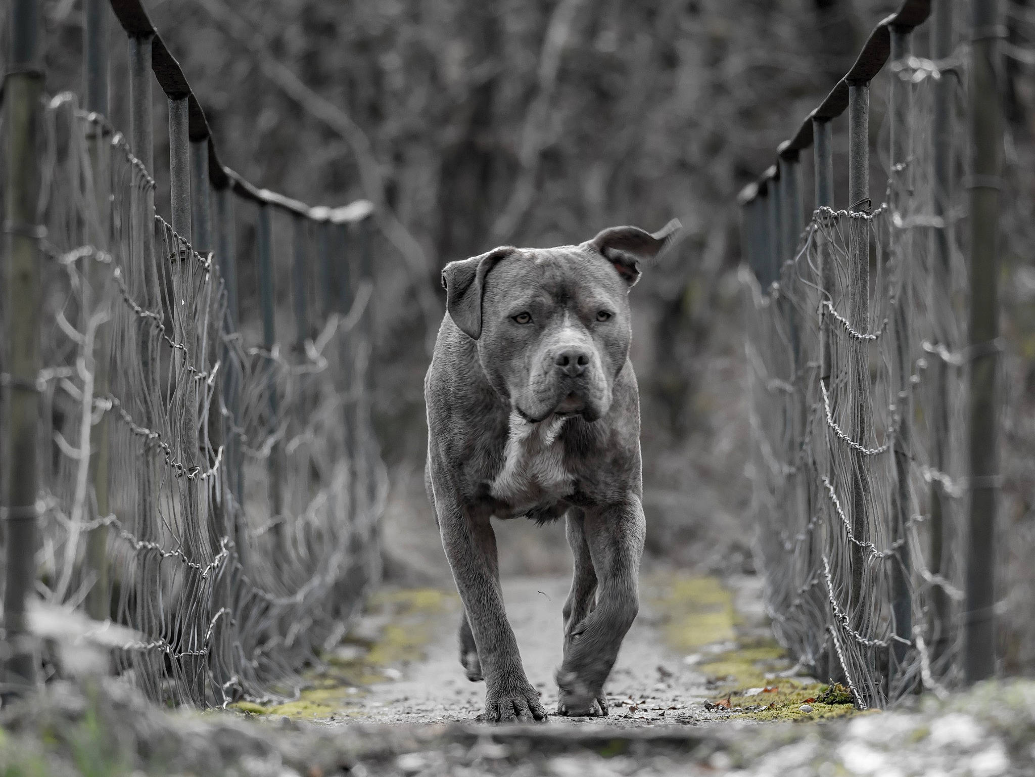 Nestha participe au concours pour gagner de l'argent avec cette photo : american_bulldog, american_pit_bull_terrier, american_staffordshire_terrier, bull_and_terrier, canidae, carnivore, cordoba_fighting_dog, dog, dog_breed, fawn, mammal, molosser, non_sporting_group, perro_de_presa_canario, pit_bull, snout, sporting_group, terrier, tree, vertebrate