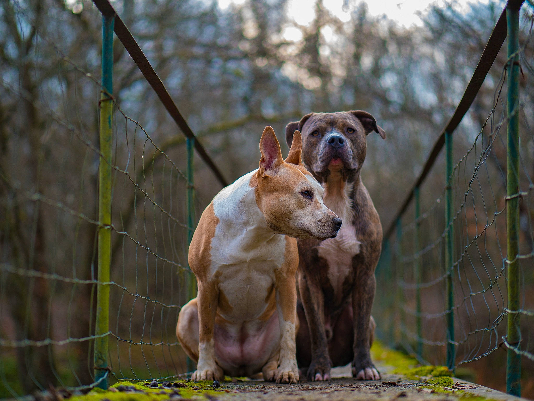 Nestha participe au concours pour gagner de l'argent avec cette photo : american_staffordshire_terrier, canidae, carnivore, companion_dog, dog, dog_breed, fawn, galgo_espanol, hunting_dog, mammal, non_sporting_group, snout, sporting_group, vertebrate