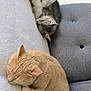 cat, sleeping, couch, furniture, indoor, pet, fur, cozy, resting, relaxation, animal, cute, domestic, fluffy, two_cats, gray_cat, beige_cat, soft_texture, peaceful, home