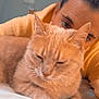 cat, person, bed, orange_cat, sleeping, yellow_hoodie, indoor, fur, whiskers, face, resting, cozy, pet, animal, cute, closeup, human, relaxed, comfort, soft