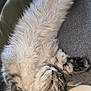 Zoé a rejoint le concours — aidez-le/la à gagner de superbes lots ! cat, sleeping, fluffy, tabby, pet, indoor, cozy, couch, fur, relaxed, paw, whiskers, domestic_animal, animal, feline, resting, soft, cute, home, nap