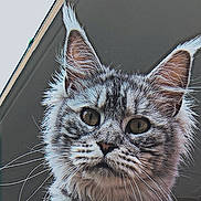 Zoé a rejoint le concours — aidez-le/la à gagner de superbes lots ! cat, gray_tabby, fluffy, whiskers, close_up, outdoor, building, roof, sky, pet, animal, feline, ears, eyes, fur, portrait, young_cat, cute, curious, paw