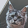 cat, gray_tabby, fluffy, whiskers, close_up, outdoor, building, roof, sky, pet, animal, feline, ears, eyes, fur, portrait, young_cat, cute, curious, paw