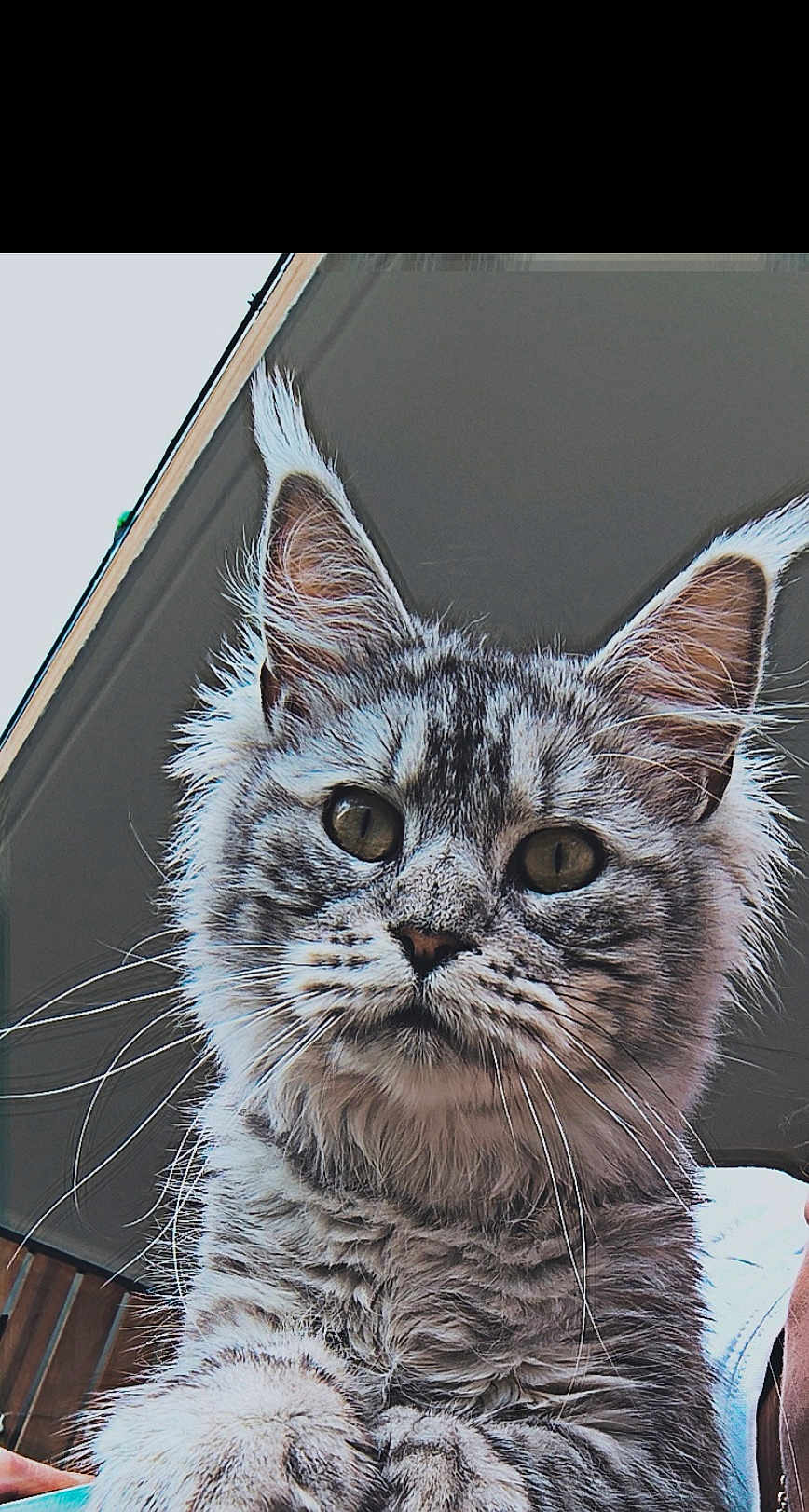 Zoé