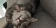Zoé participe au concours pour gagner de l'argent avec cette photo : cat, gray_cat, indoor, couch, water_bottle, curious, fluffy, pet, relaxed, upside_down, feline, whiskers, soft_fur, window_blinds, cozy, domestic_animal, household, resting, close_up, living_room