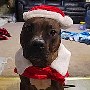 Franklin is registered to the contest to win money with this photo: dog, indoor, santa_hat, costume, brown_dog, carpet, living_room, couch, furniture, floor, canine, pet, holiday, christmas, portrait, animal, sitting, domestic, cute, festive