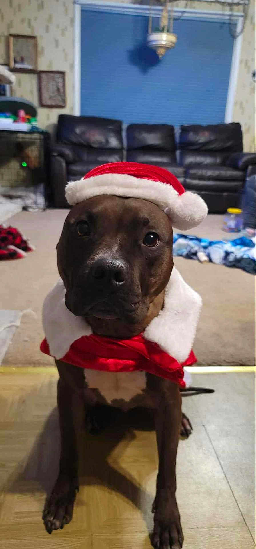 Franklin is registered to the contest to win money with this photo: dog, indoor, santa_hat, costume, brown_dog, carpet, living_room, couch, furniture, floor, canine, pet, holiday, christmas, portrait, animal, sitting, domestic, cute, festive