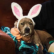 Eevee joined the competition — help win amazing prizes! animal, blanket, brown, bunny_ears, costume, couch, cozy, cute, dog, domestic_animal, ears, funny, furry, hand, indoor, pet, portrait, relaxed, resting, wearing