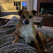 Milo is registered to the contest to win money with this photo: dog, blanket, cozy, living_room, lamp, chair, window, blinds, fireplace, brick, table, wood_floor, curtains, pet, fur, relaxed, indoor, comfort, small_dog, canine