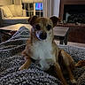 dog, blanket, cozy, living_room, lamp, chair, window, blinds, fireplace, brick, table, wood_floor, curtains, pet, fur, relaxed, indoor, comfort, small_dog, canine