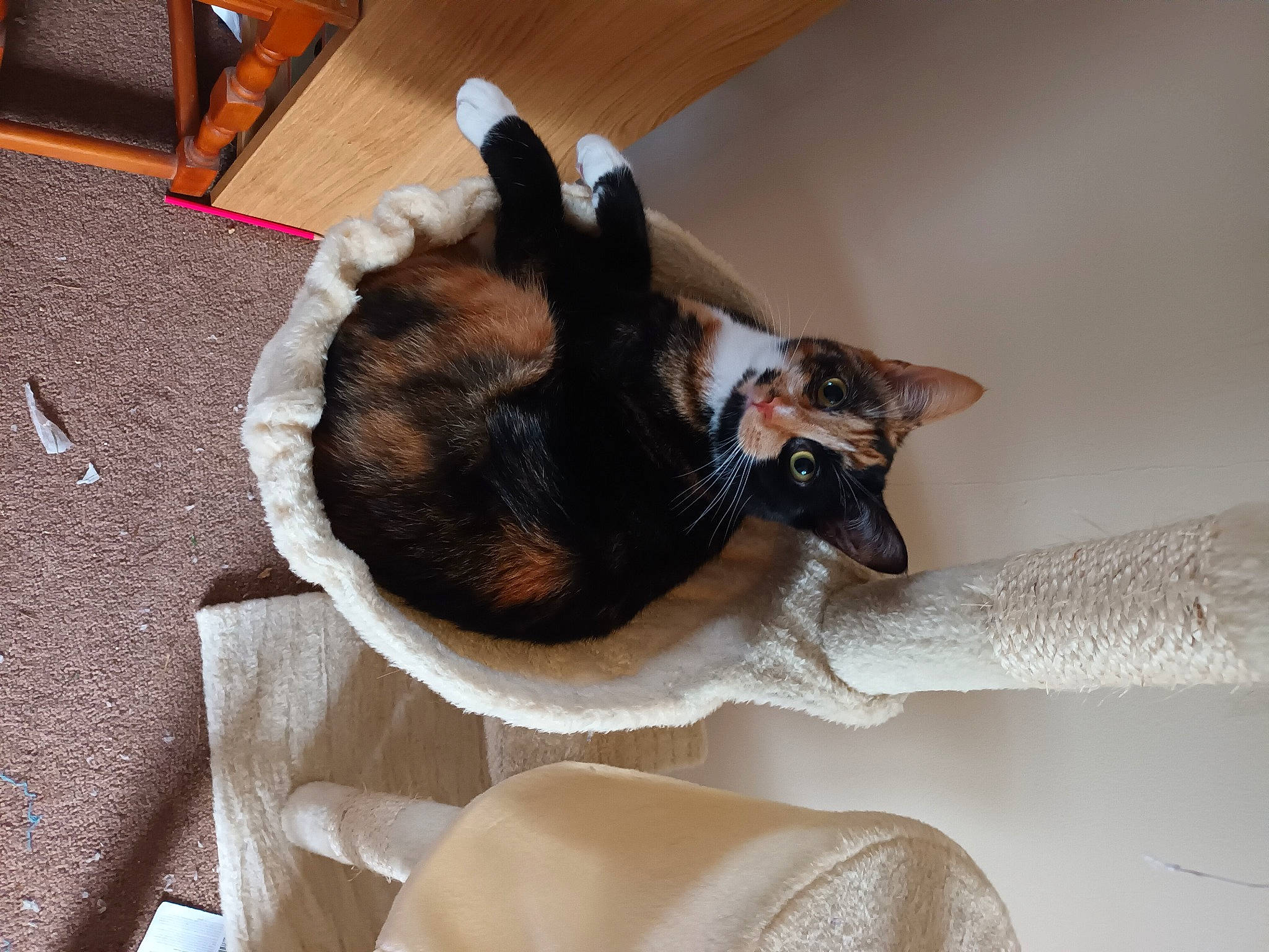 Bart is registered to the contest to win money with this photo: carnivore, cat, cat_supply, claw, comfort, companion_dog, dog_breed, domestic_short_haired_cat, ear, fawn, felidae, fur, hardwood, linens, room, small_to_medium_sized_cats, snout, tail, whiskers, wood