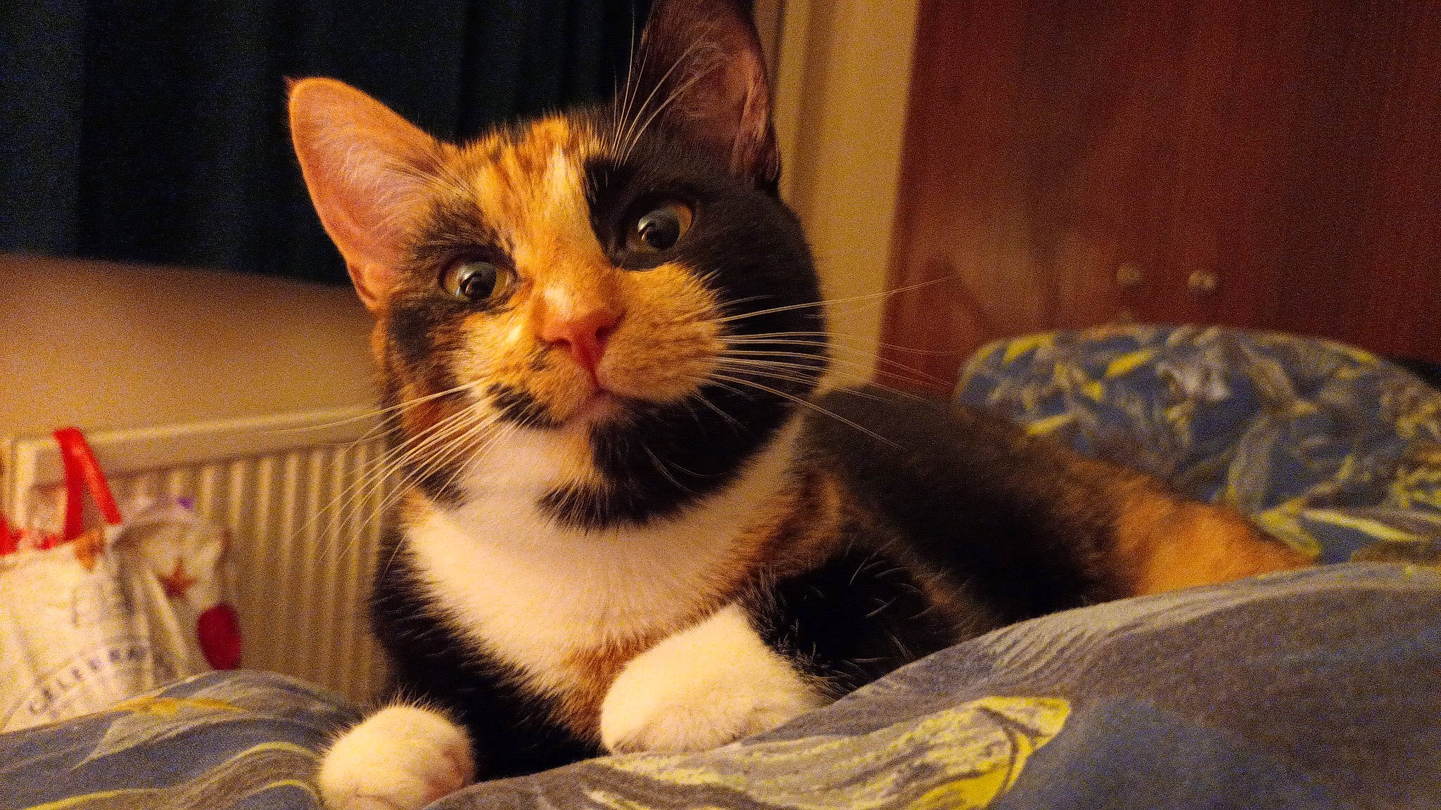 Bart joined the competition — help win amazing prizes! carnivore, cat, cat_supply, comfort, domestic_short_haired_cat, felidae, fur, paw, pet_supply, small_to_medium_sized_cats, whiskers, window