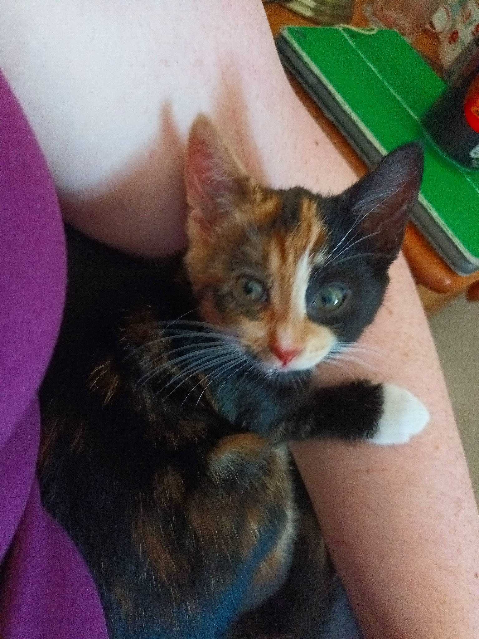 Bart is registered to the contest to win money with this photo: box, carnivore, cat, claw, comfort, domestic_short_haired_cat, ear, fawn, felidae, foot, fur, gesture, human_leg, lap, nail, paw, small_to_medium_sized_cats, snout, tail, whiskers