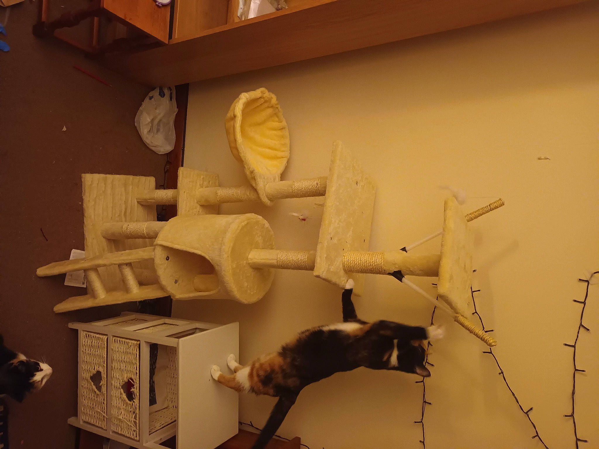 Bart joined the competition — help win amazing prizes! art, cardboard, cat, cat_supply, creative_arts, felidae, hardwood, house, paper_product, plaster, plywood, room, sculpture, small_to_medium_sized_cats, space, tail, twig, visual_arts, wing, wood