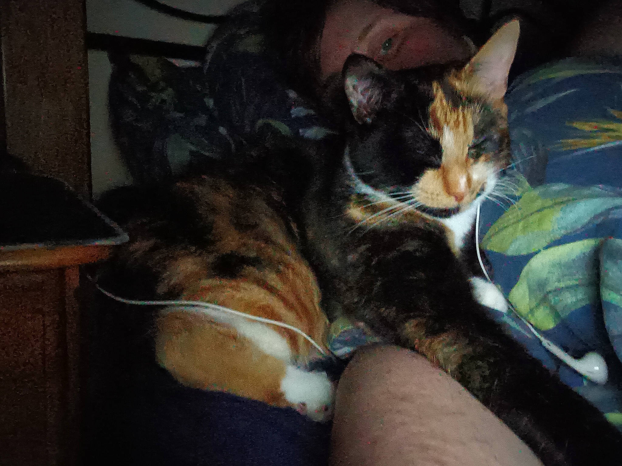 Bart is registered to the contest to win money with this photo: carnivore, cat, claw, comfort, domestic_short_haired_cat, felidae, foot, fur, human_leg, lap, nap, paw, sitting, sleep, small_to_medium_sized_cats, snout, tail, whiskers