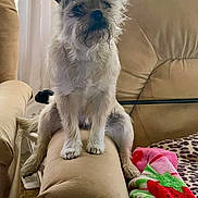 Princess joined the competition — help win amazing prizes! dog, pet, couch, armrest, blanket, leopard_print, indoor, furniture, fur, small_dog, scruffy, curious, sitting, living_room, cozy, soft_lighting, canine, domestic_animal, relaxed, cute