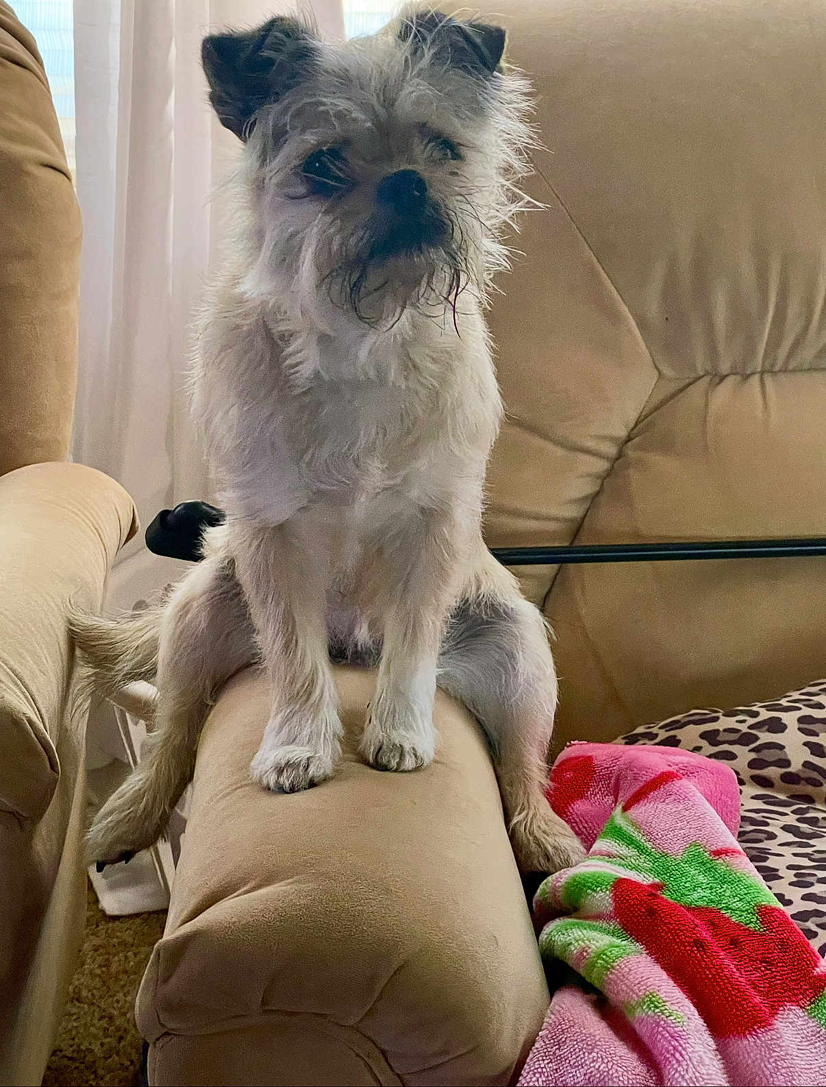 Princess joined the competition — help win amazing prizes! dog, pet, couch, armrest, blanket, leopard_print, indoor, furniture, fur, small_dog, scruffy, curious, sitting, living_room, cozy, soft_lighting, canine, domestic_animal, relaxed, cute