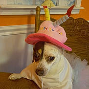 Winnie is registered to the contest to win money with this photo: dog, birthday_hat, costume, white_clothing, wooden_chair, table, indoor, orange_wall, decorative_art, pet, small_dog, seated, looking_away, curious_expression, birthday_candles, tutu, carving, fur, animal, domestic_animal