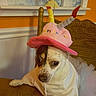 dog, birthday_hat, costume, white_clothing, wooden_chair, table, indoor, orange_wall, decorative_art, pet, small_dog, seated, looking_away, curious_expression, birthday_candles, tutu, carving, fur, animal, domestic_animal