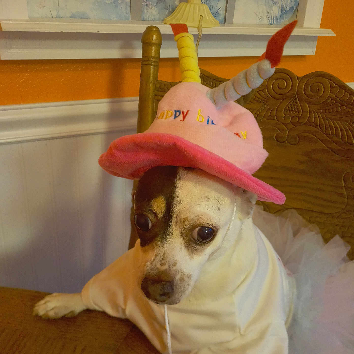Winnie is registered to the contest to win money with this photo: dog, birthday_hat, costume, white_clothing, wooden_chair, table, indoor, orange_wall, decorative_art, pet, small_dog, seated, looking_away, curious_expression, birthday_candles, tutu, carving, fur, animal, domestic_animal