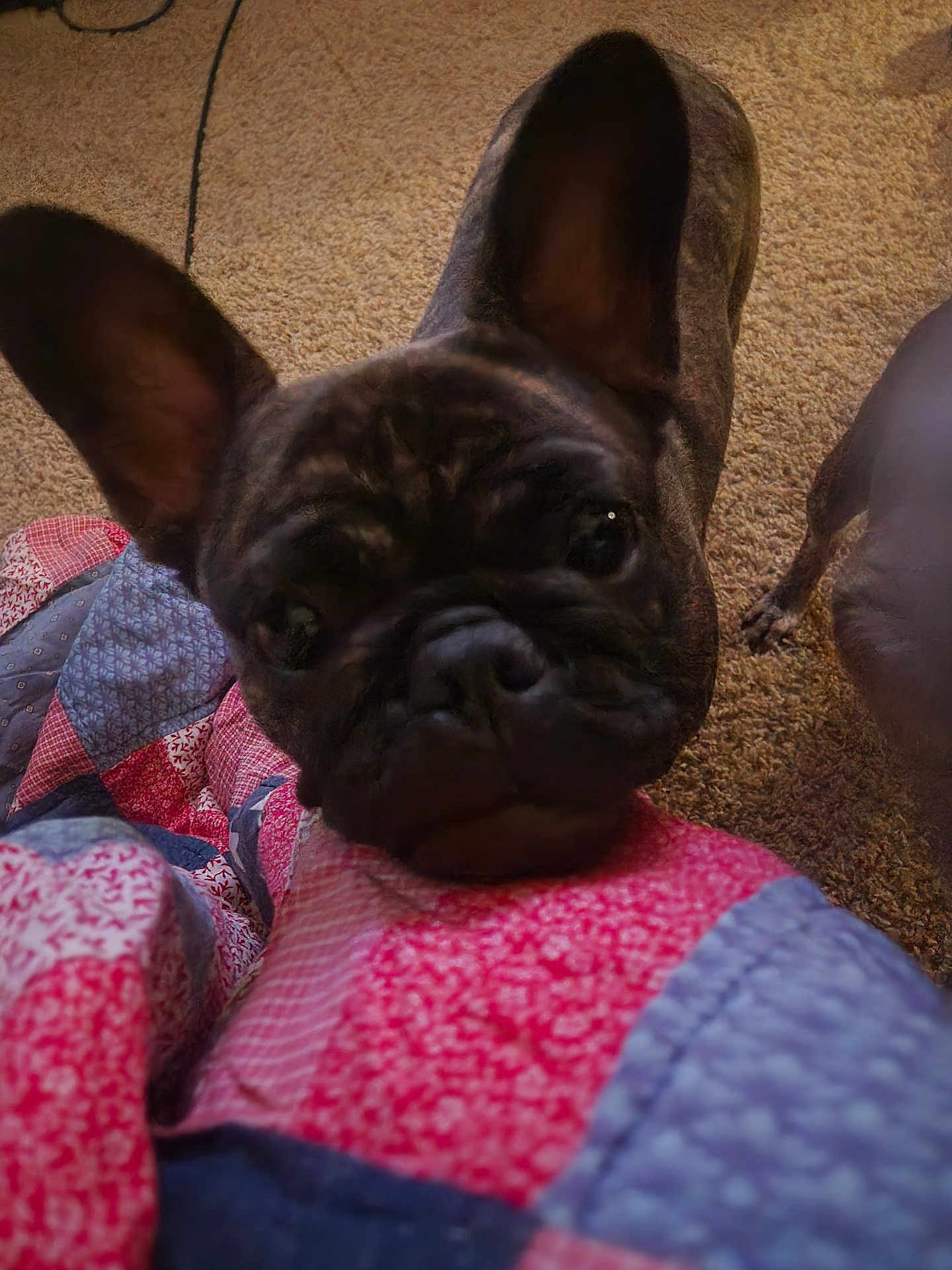 Bella joined the competition — help win amazing prizes! dog, french_bulldog, pet, indoor, carpet, quilt, patchwork, brindle, ears, close_up, curious, animal, companion, cute, face, snout, fur, domestic_animal, looking_up, cozy