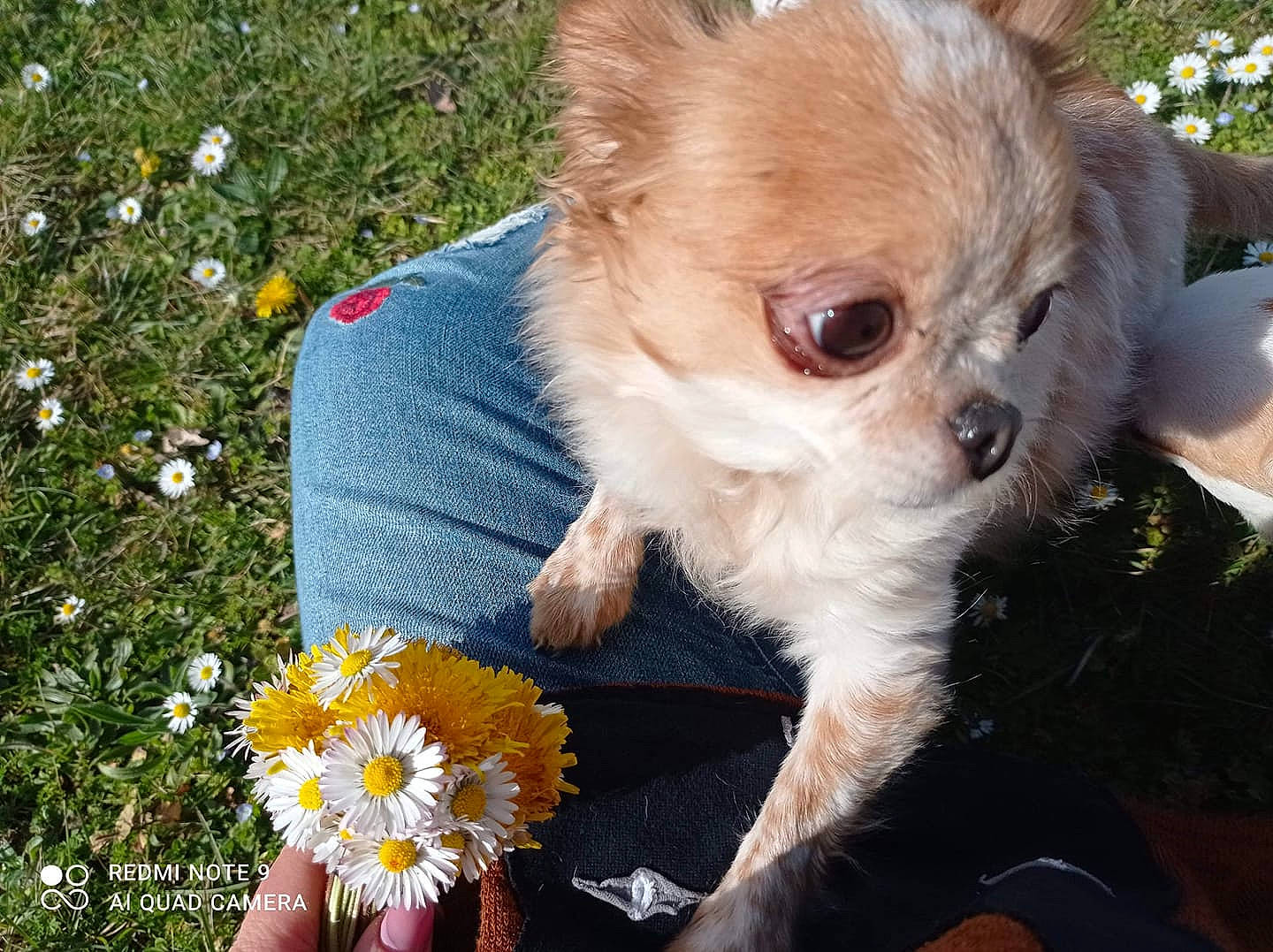 Lolly a rejoint le concours — aidez-le/la à gagner de superbes lots ! carnivore, chihuahua, companion_dog, dog, dog_breed, dog_clothes, dog_supply, eyewear, fawn, flower, glasses, glove, grass, petal, plant, snout, sunglasses, toy_dog, vision_care, whiskers