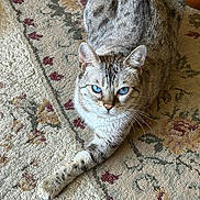 Lilly Mae is registered to the contest to win money with this photo: animal, blue_eyes, carpet, cat, close_up, ears, feline, home, indoor, lying_down, patterned_rug, pet, photography, portrait, silver_fur, stretched_paw, striped_fur, tabby, whiskers, wooden_chair