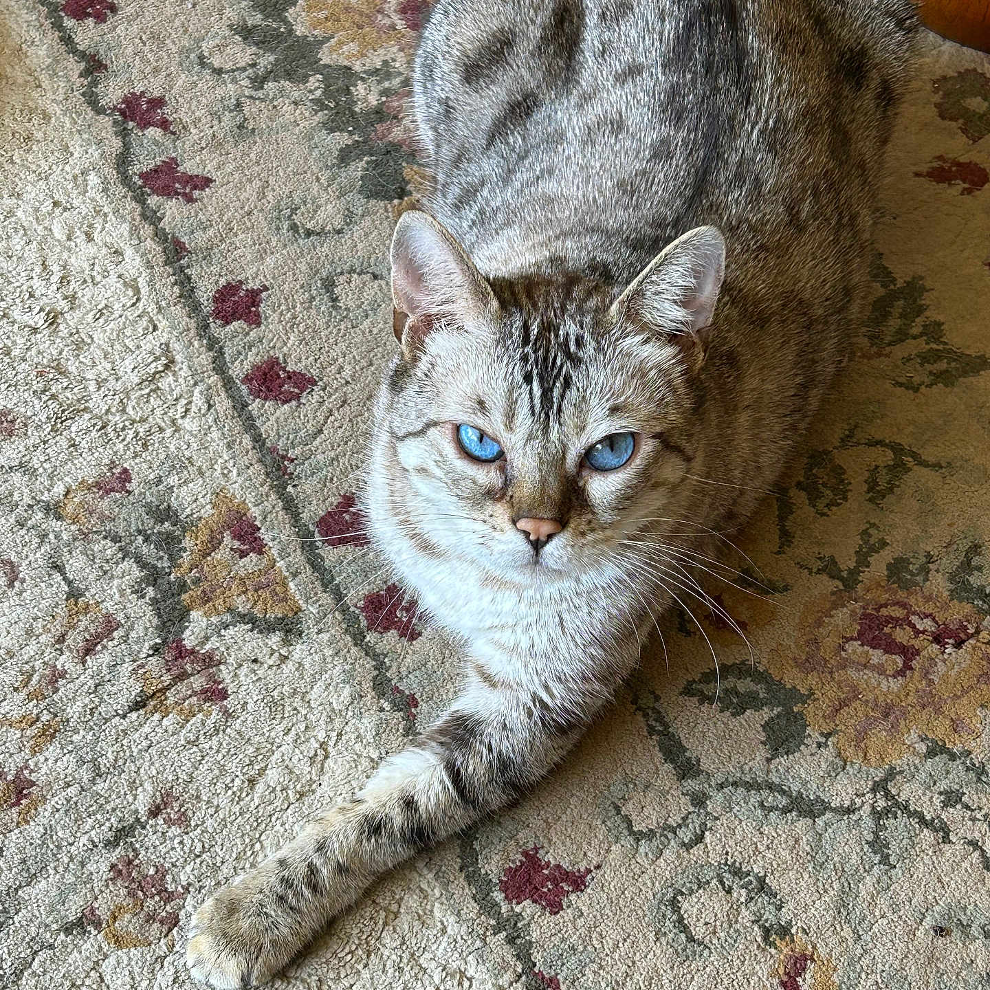 Lilly Mae