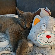 Tinkerbell is registered to the contest to win money with this photo: kitten, gray_cat, stuffed_toy, plush_cat, sleeping, cozy, blanket, furry, soft, indoor, pet, cute, nap, animal, resting, feline, comfort, couch, closeup, warm