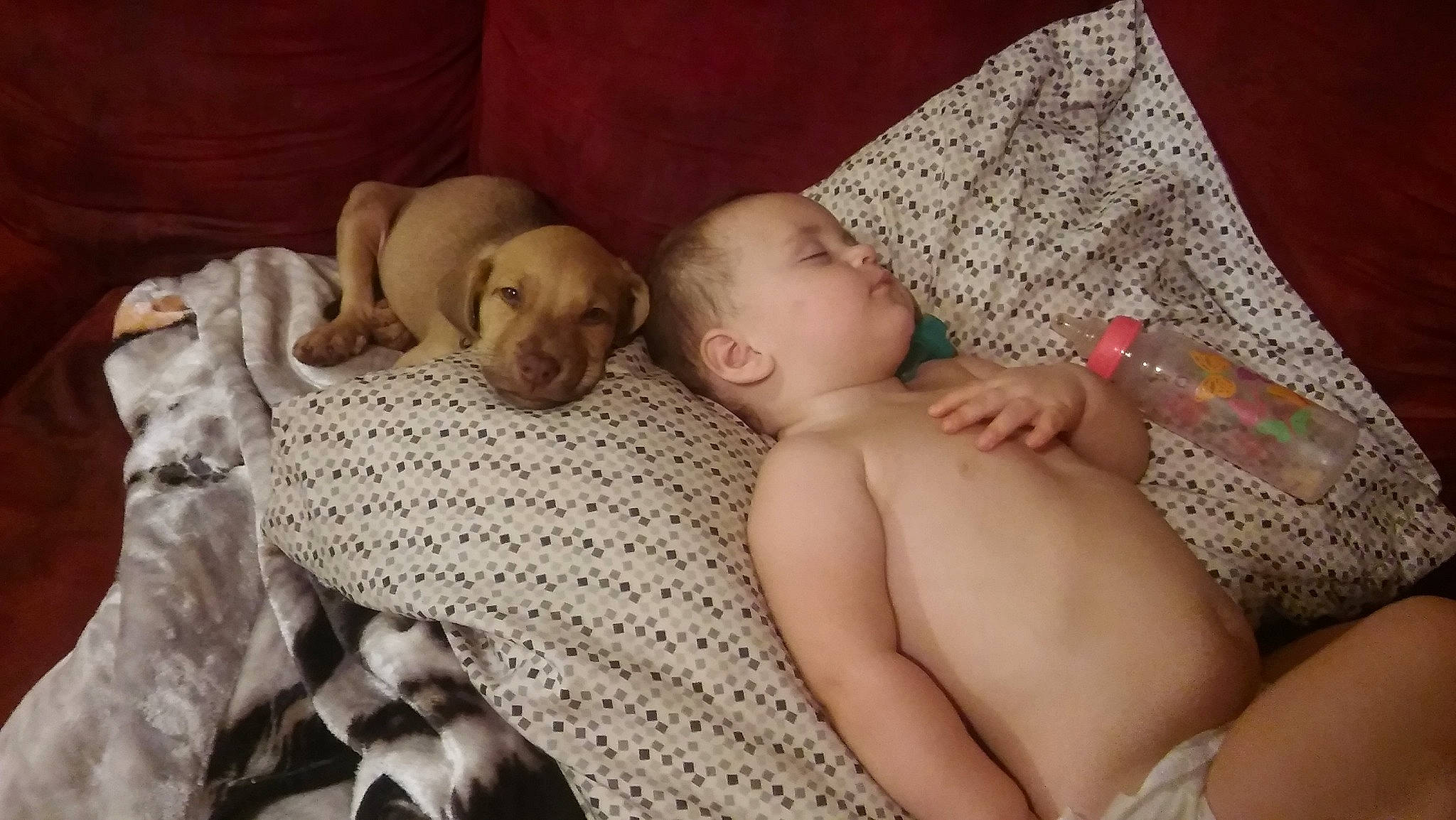 Jocelynn joined the competition — help win amazing prizes! baby, bedtime, child, fawn, nap, person, sleep, toddler