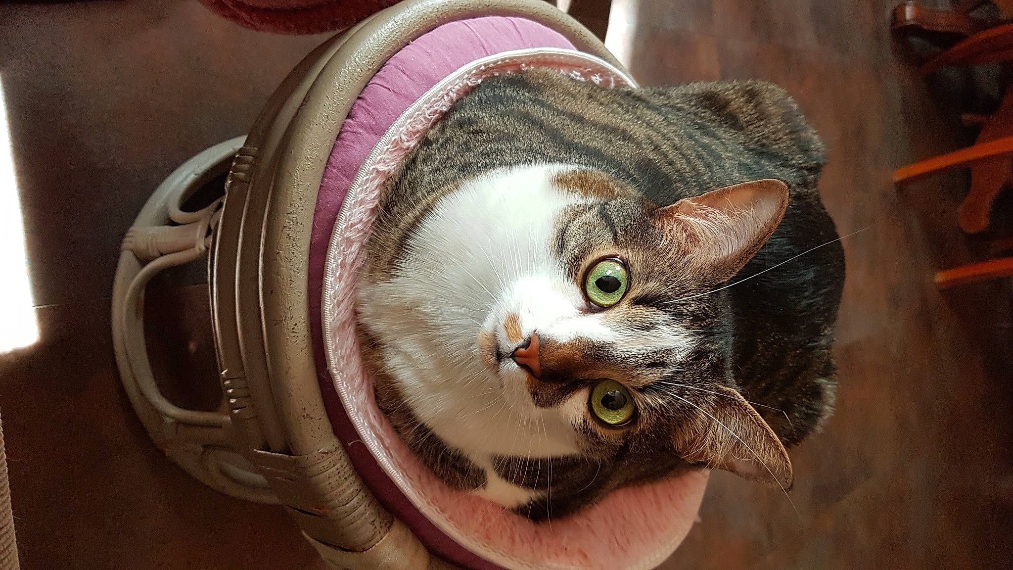 Ronaldo participe au concours pour gagner de l'argent avec cette photo : art, audio_equipment, basket, carnivore, cat, domestic_short_haired_cat, door, ear, eyelash, fashion_accessory, fawn, felidae, fur, plant, small_to_medium_sized_cats, snout, thread, tree, whiskers, window