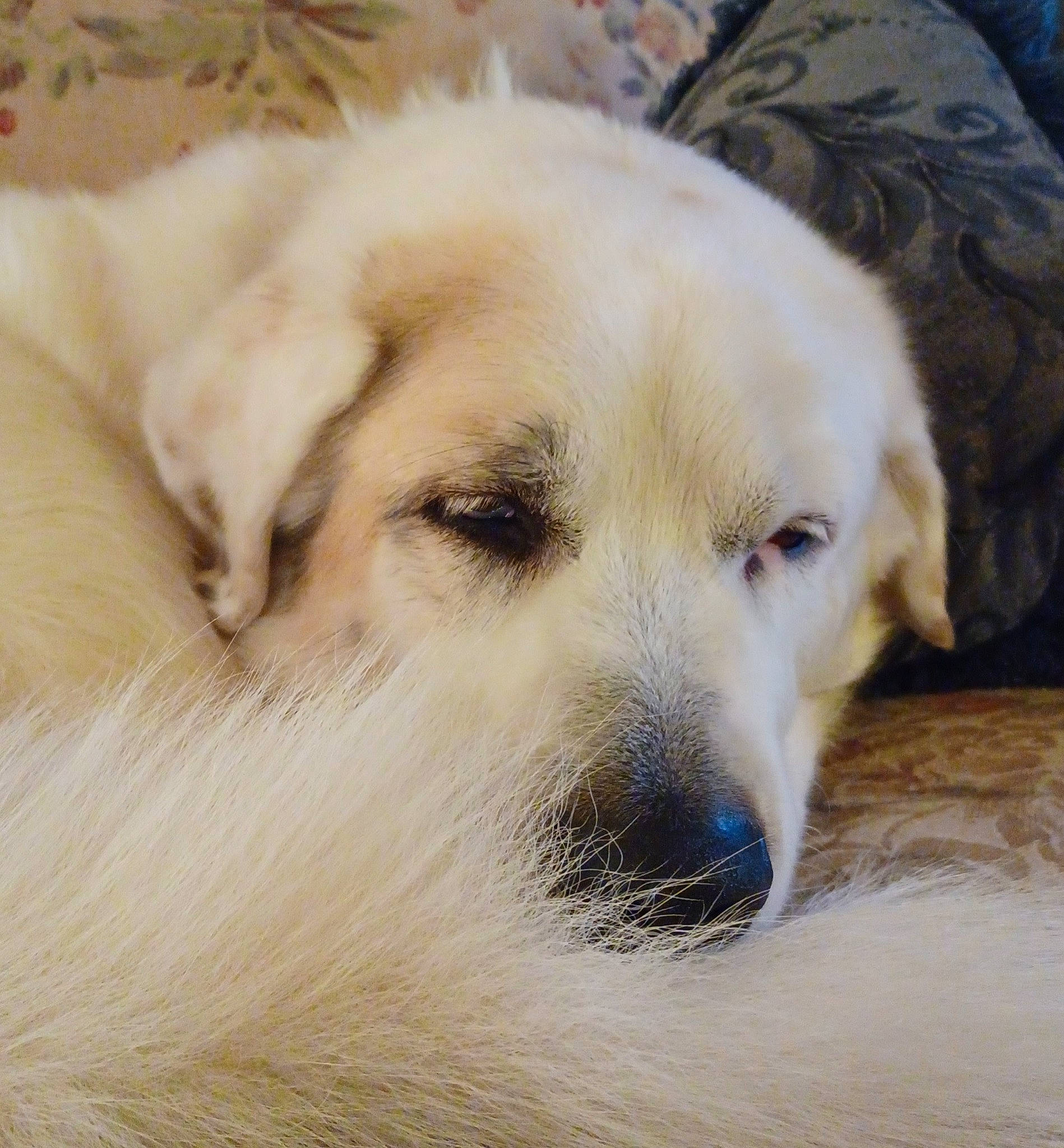 Patches joined the competition — help win amazing prizes! canidae, carnivore, companion_dog, dog, dog_breed, eye, fawn, fur, golden_retriever, great_pyrenees, paw, polish_tatra_sheepdog, puppy, retriever, snout, sporting_group, terrestrial_animal, whiskers