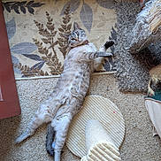 Willow is registered to the contest to win money with this photo: cat, indoor, carpet, rug, scratching_post, feline, pet, relaxed, lying_down, curious, fur, collar, home, cozy, animal, whiskers, playful, stretching, floor, domestic