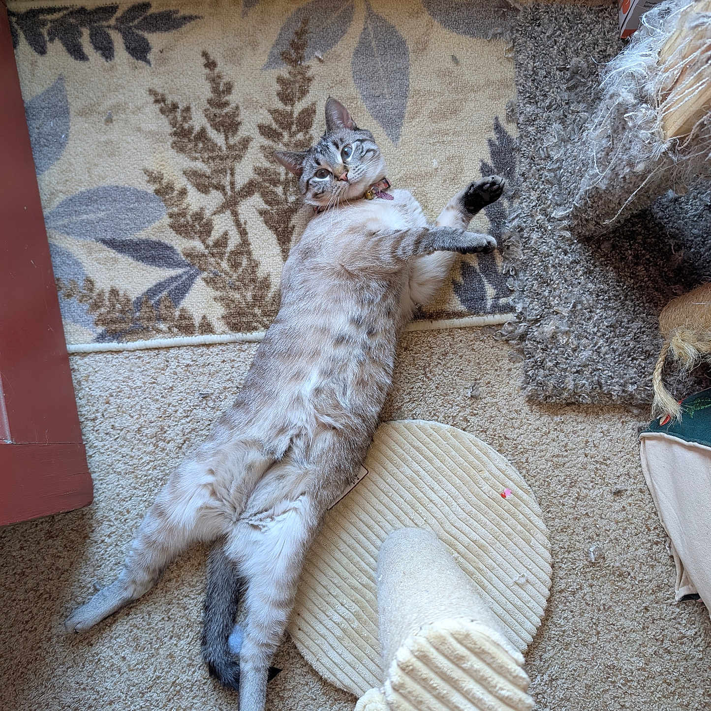 Willow is registered to the contest to win money with this photo: animal, carpet, cat, collar, cozy, curious, domestic, feline, floor, fur, home, indoor, lying_down, pet, playful, relaxed, rug, scratching_post, stretching, whiskers