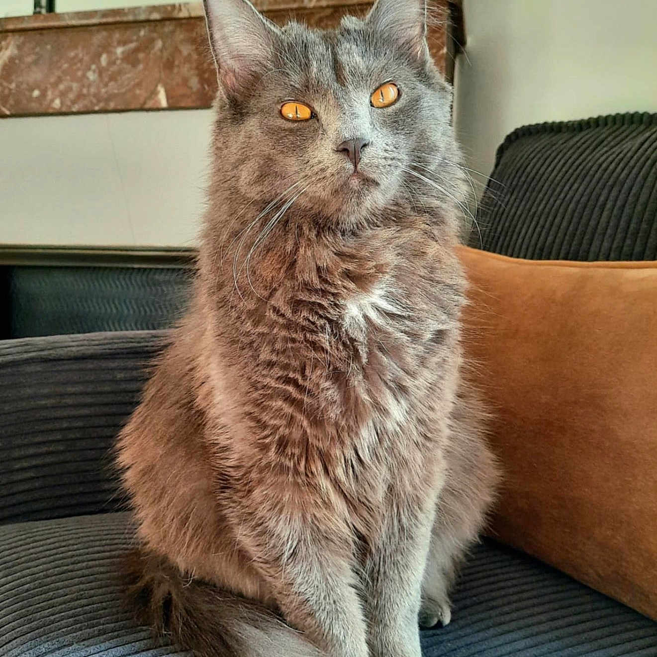 Vulcain participe au concours pour gagner de l'argent avec cette photo : amber_eyes, animal, cat, couch, cozy, cushion, domestic_animal, feline, fluffy, fur, furniture, gray_cat, home, indoor, pet, portrait, relaxed, sitting, tail, whiskers