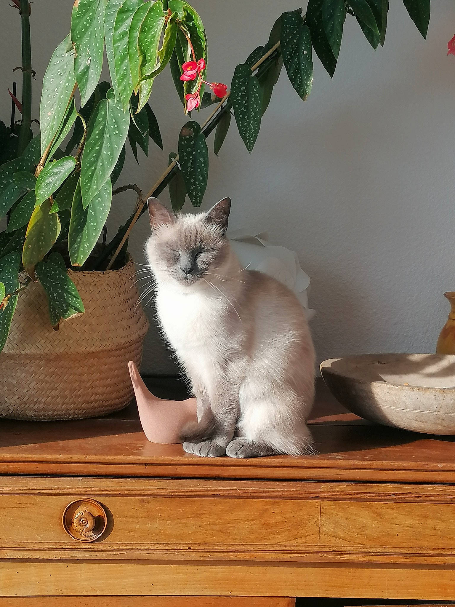 Vanille a rejoint le concours — aidez-le/la à gagner de superbes lots ! annual_plant, carnivore, cat, comfort, domestic_short_haired_cat, fawn, felidae, flowering_plant, flowerpot, fur, hardwood, houseplant, plant, sitting, small_to_medium_sized_cats, tail, whiskers, window, wood, wood_stain