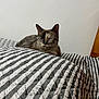 abyssinian, angora, animal, bed, bedroom, blanket, cat, couch, cushion, furniture, homedecor, indoors, kitten, linen, manx, pet, quilt, room, siamese, wood