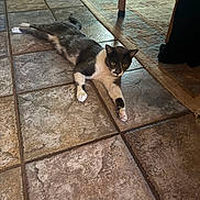 Gracie is registered to the contest to win money with this photo: cat, tuxedo_cat, indoor, floor, tile_floor, stretching, pet, animal, curious, feline, home, rug, paw, relaxed, resting, fur, whiskers, yellow_eyes, domestic_cat, lying_down