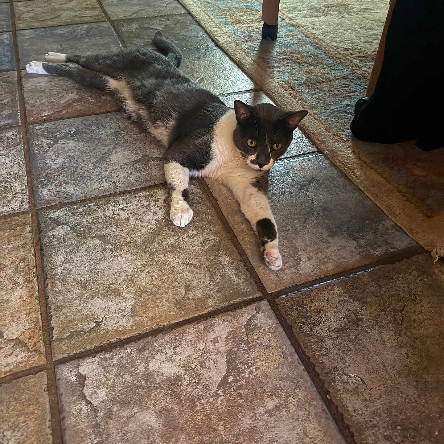 Gracie is registered to the contest to win money with this photo: animal, cat, curious, domestic_cat, feline, floor, fur, home, indoor, lying_down, paw, pet, relaxed, resting, rug, stretching, tile_floor, tuxedo_cat, whiskers, yellow_eyes