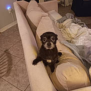 Hank is registered to the contest to win money with this photo: animal, black_dog, blanket, companion, couch, cozy, curious, cute, dog, domestic, furniture, home, indoor, living_room, looking_at_camera, pet, relaxed, resting, small_dog, tile_floor