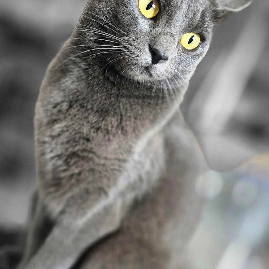 Lilou participe au concours pour gagner de l'argent avec cette photo : abyssinian, animal, blackcat, cat, gray, kitten, manx, pet